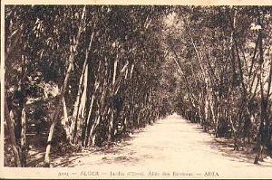 ALGER JARDIN D ESSAI
